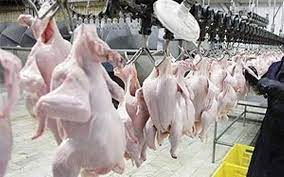 تکمیل زنجیره تولید مرغ در استان را با جدیت دنبال می کنیم