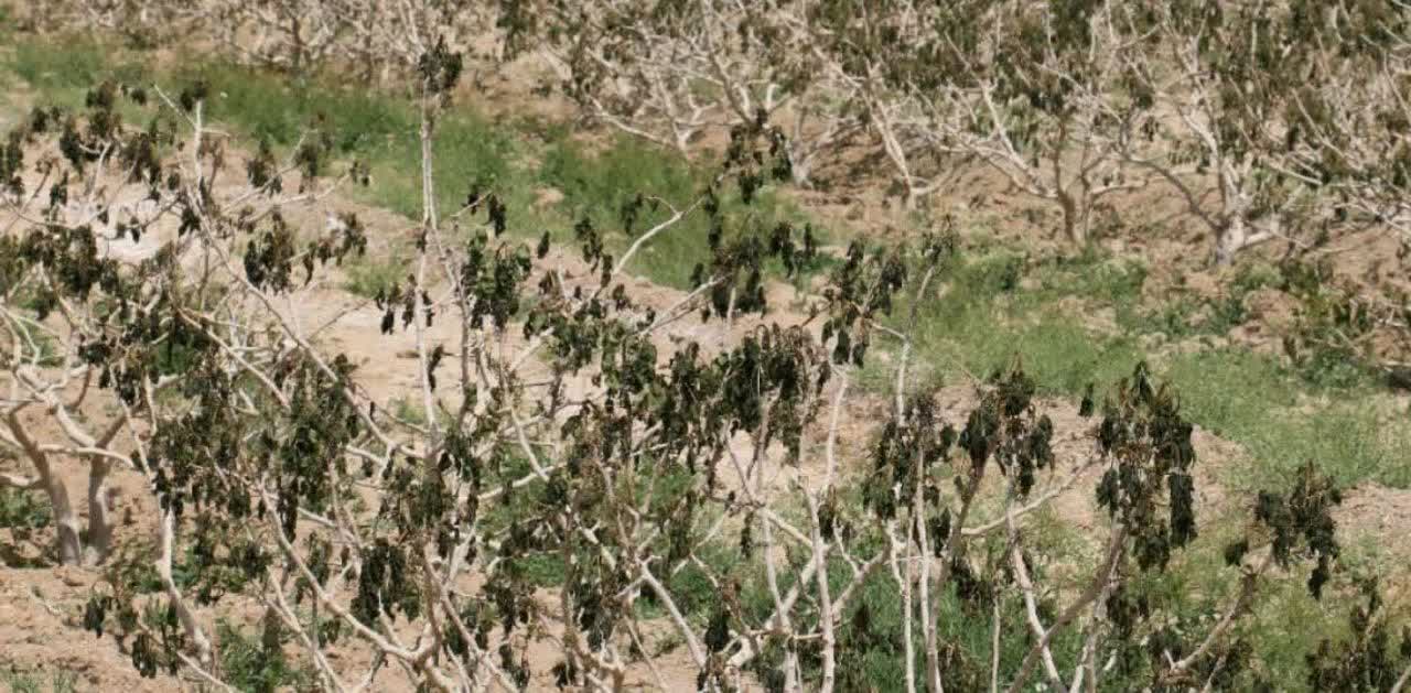 وزیر کشاورزی: جبران خسارت سرمازدگی باغات در دستور کار قرار دارد