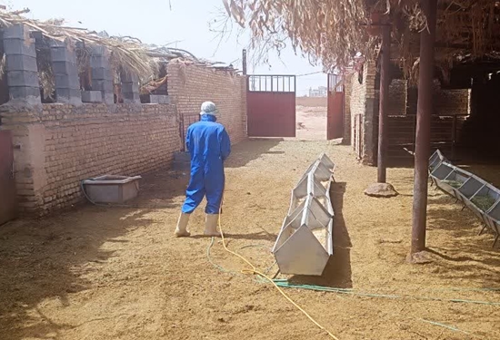 سمپاشی سلامت دام و انسان را تضمین میکند
