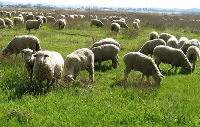 آغاز طرح توسعه دام مرتعی در میبد