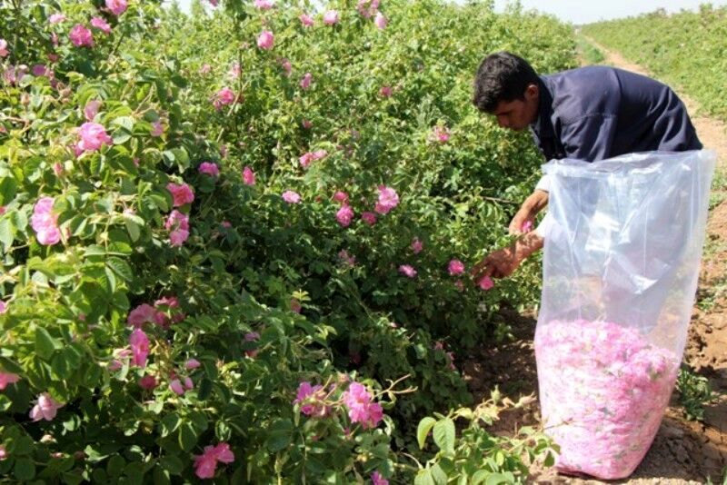 آغاز برداشت گل محمدی در بهاباد