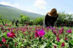 آغاز طرح ایجاد باغچه های خانگی در ابرکوه آغاز طرح ایجاد باغچه های خانگی در ابرکوه