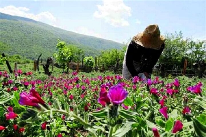آغاز طرح ایجاد باغچه های خانگی در ابرکوه