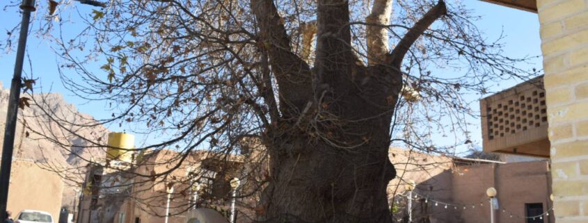 ثبت اثر طبیعی درخت چنار کهنسال طزرجان تفت