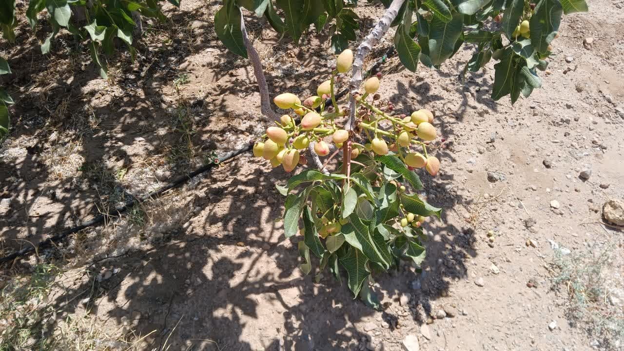 خسارت باران های بهاری به محصول پسته در مهریز
