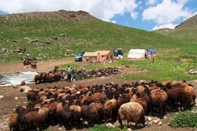 اجرای طرح “هریورد عشایر یک یاور تولید ” در میبد
