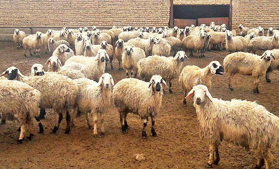 اردکان پایلوت پرورش دام سبک