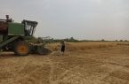 برداشت مکانیزه گندم در اشکذر برداشت مکانیزه گندم در اشکذر