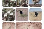 روستای سیمکوئیه بهاباد رویشگاه گیاه کاپاریس