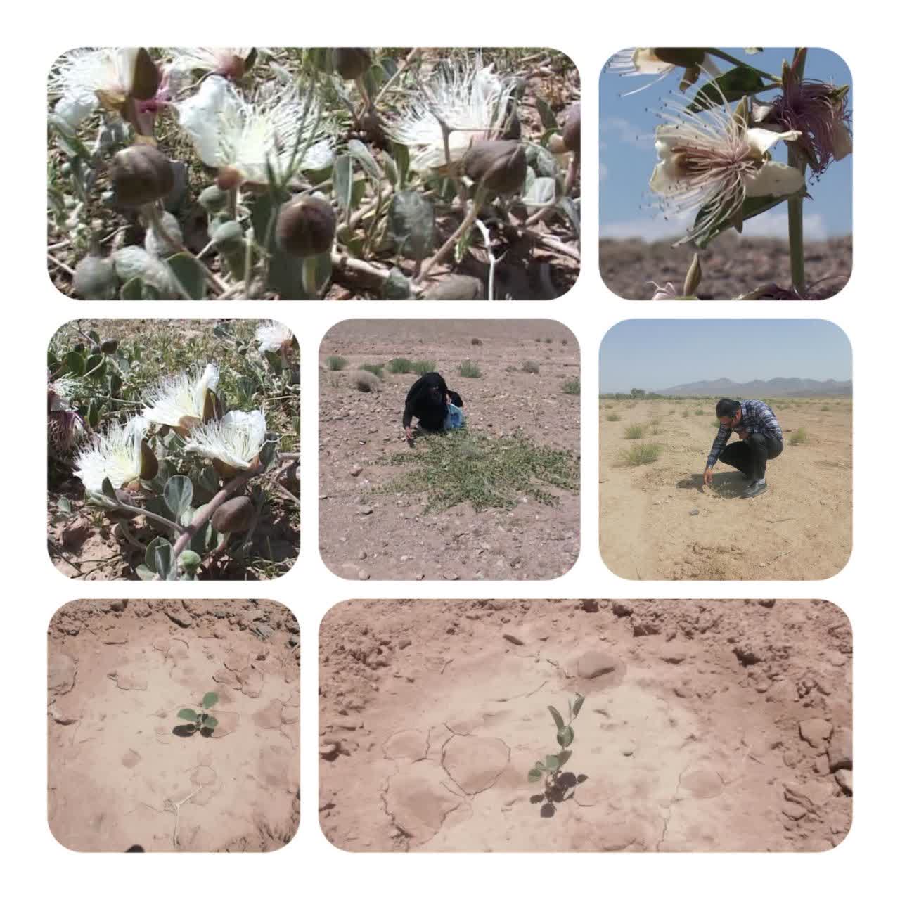 روستای سیمکوئیه بهاباد رویشگاه گیاه کاپاریس