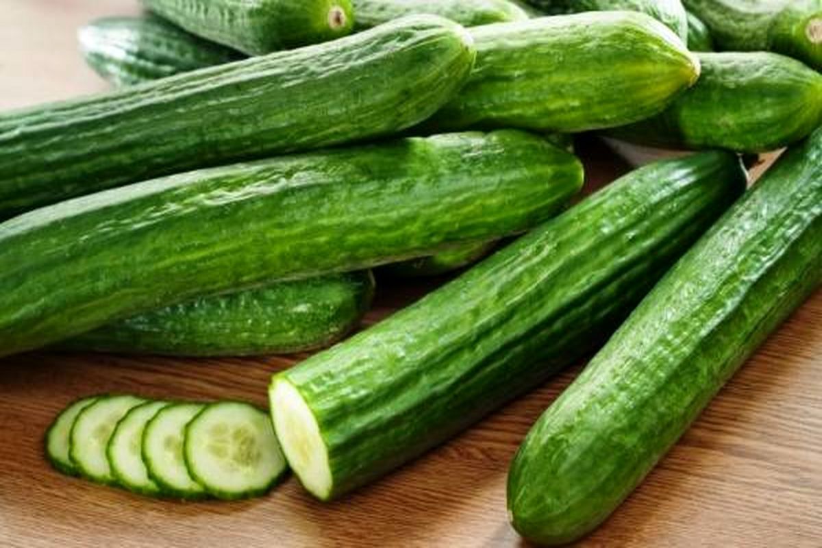 آغاز برداشت خیار سبز پاییزه در کذاب