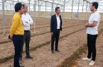 کشت موز گامی نو در تولیدات گلخانه‌ای یزد