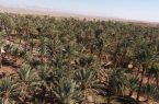 پیش بینی برداشت ۵ هزارتن خرما از نخلستان های بافق پیش بینی برداشت ۵ هزارتن خرما از نخلستان های بافق