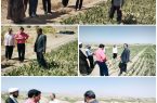 احداث نهالستان کاکتوس اپونتیا در مهریز احداث نهالستان کاکتوس اپونتیا در مهریز