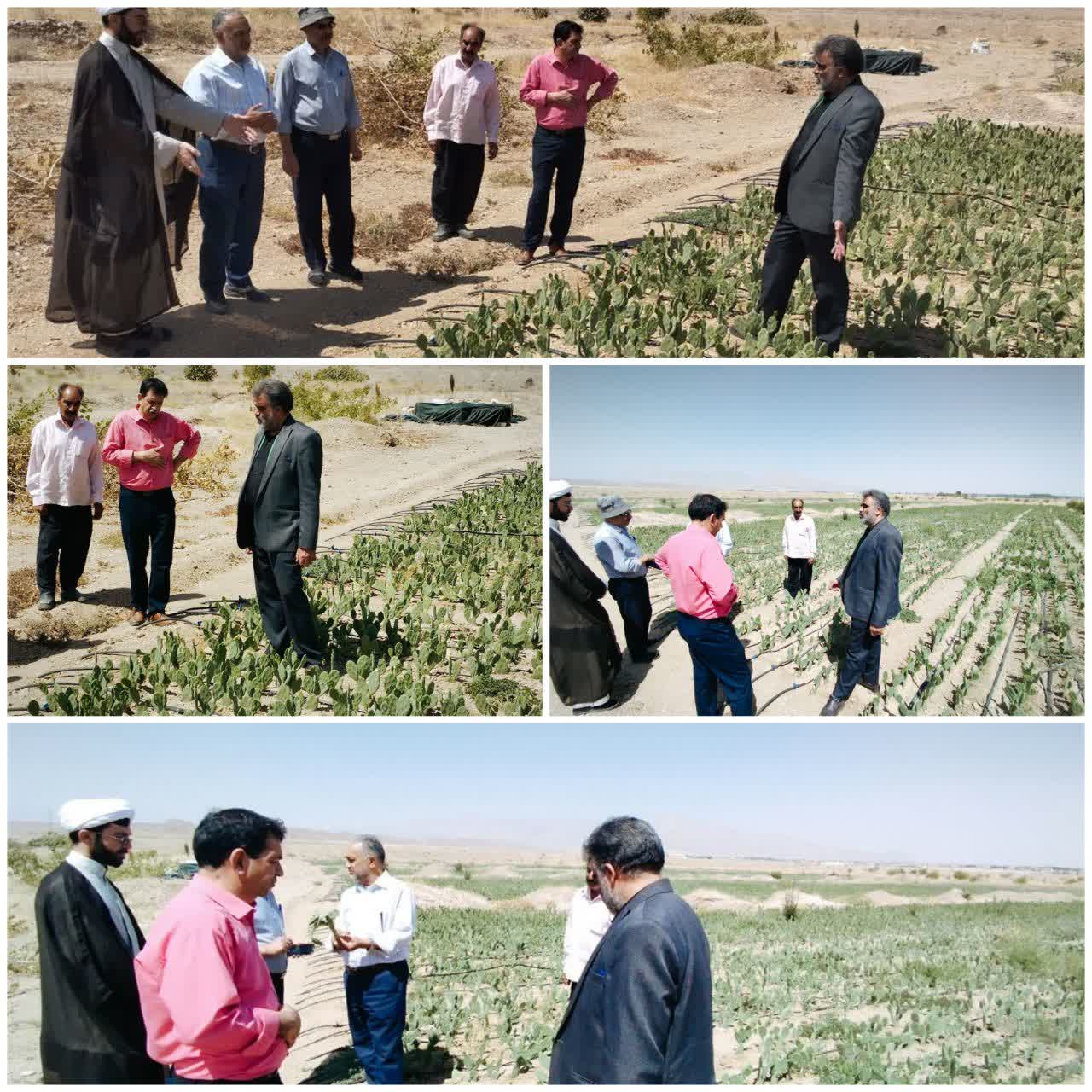 احداث نهالستان کاکتوس اپونتیا در مهریز