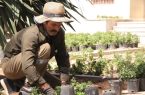 کاشت گل های فصلی در سطح شهر یزد کاشت گل های فصلی در سطح شهر یزد