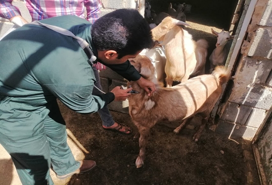 هشدار دامپزشکی اردکان نسبت به شیوع تب برفکی