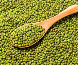 برداشت محصول ماش در مهریز