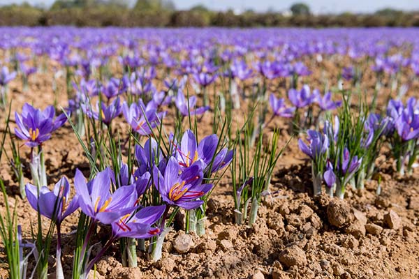 زعفران بهاباد؛ همچنان محروم از بخش فرآوری و برند مناسب
