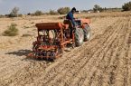 ایجاد اولین مزرعه کشت حفاظتی در شهرستان زارچ