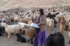 سهم ۳۵ درصدی عشایر شهرستان ابرکوه در تولیدات دام سبک سهم ۳۵ درصدی عشایر شهرستان ابرکوه در تولیدات دام سبک