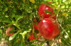 برداشت بیش از ۹ هزارتن انار در ابرکوه