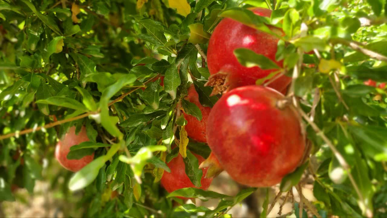 برداشت بیش از ۹ هزارتن انار در ابرکوه