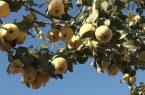 آغاز برداشت میوه «به» از باغات بهاباد