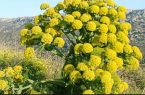 توسعه کشت گیاه داروئی آنغوزه در دیمزارهای تفت