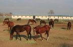 پرورش اسب صنعتی پاک و درآمدزا برای استان یزد