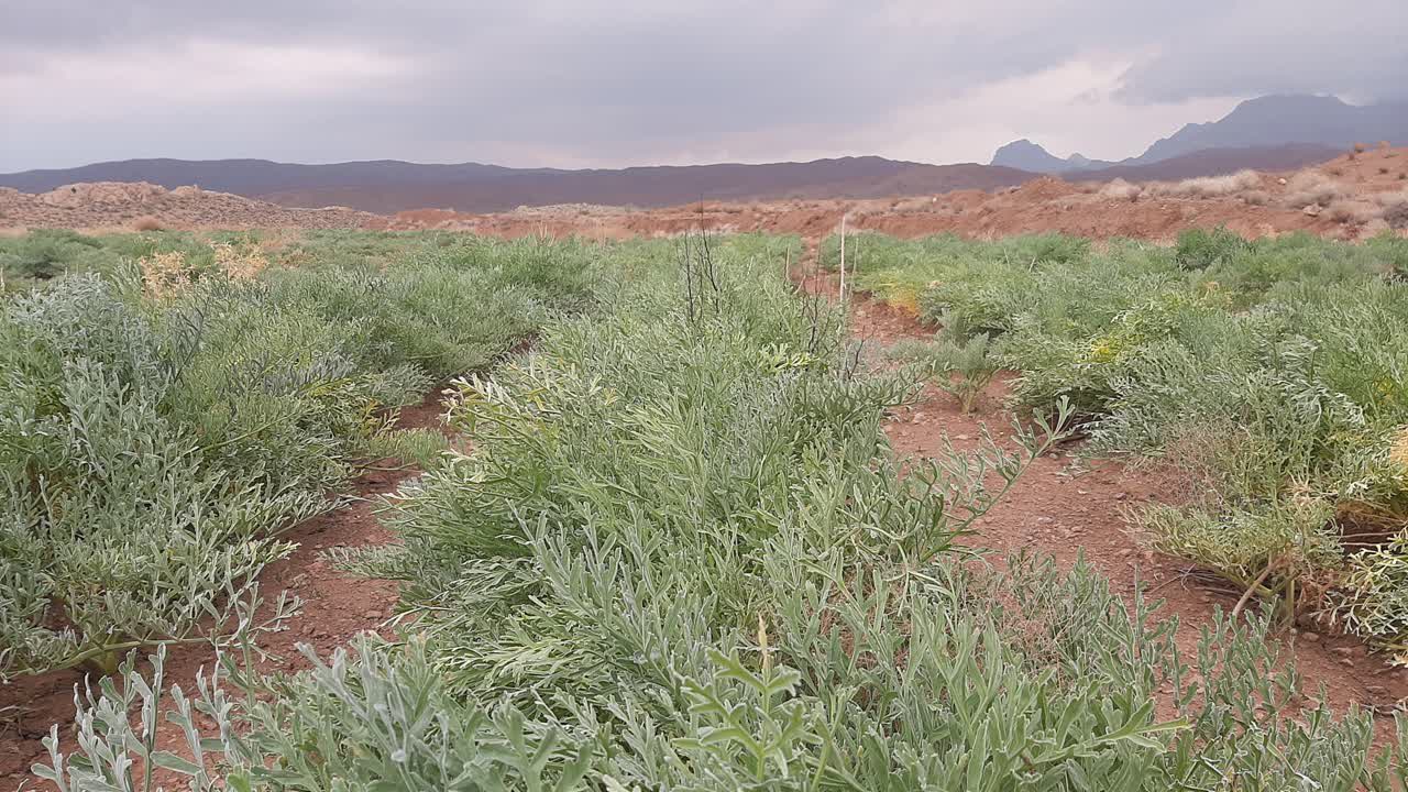 کاشت انغوزه در اراضی رها شده استان یزد