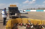 فروشندگان دوره گرد طیور در معرض برخورد جدی دامپزشکی