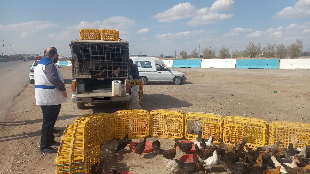 فروشندگان دوره گرد طیور در معرض برخورد جدی دامپزشکی