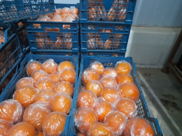 ۲۶ اسفندماه؛ آغاز توزيع ميوه تنظيم بازار در یزد