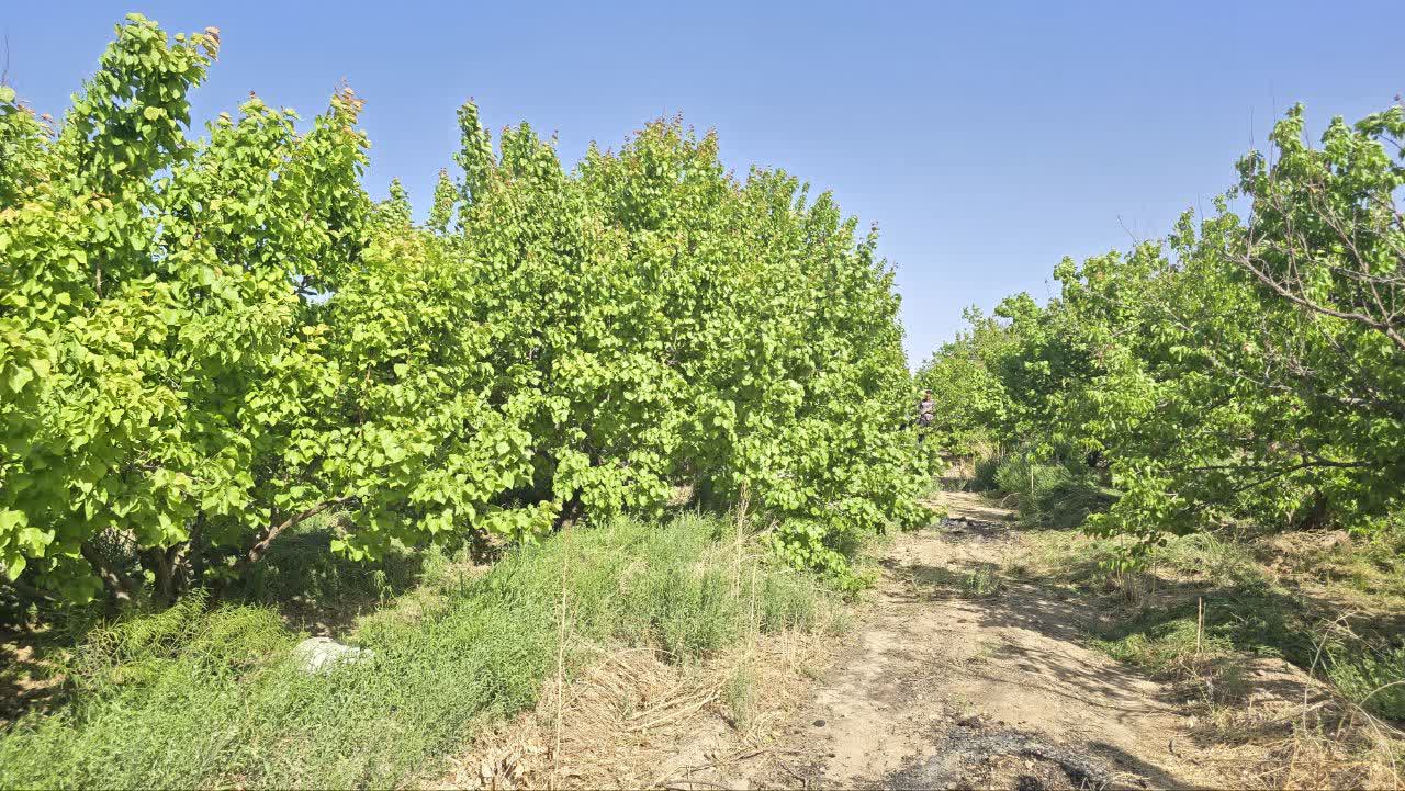 خسارت ۷۰ درصدی طوفان سهمگین به باغات مروست