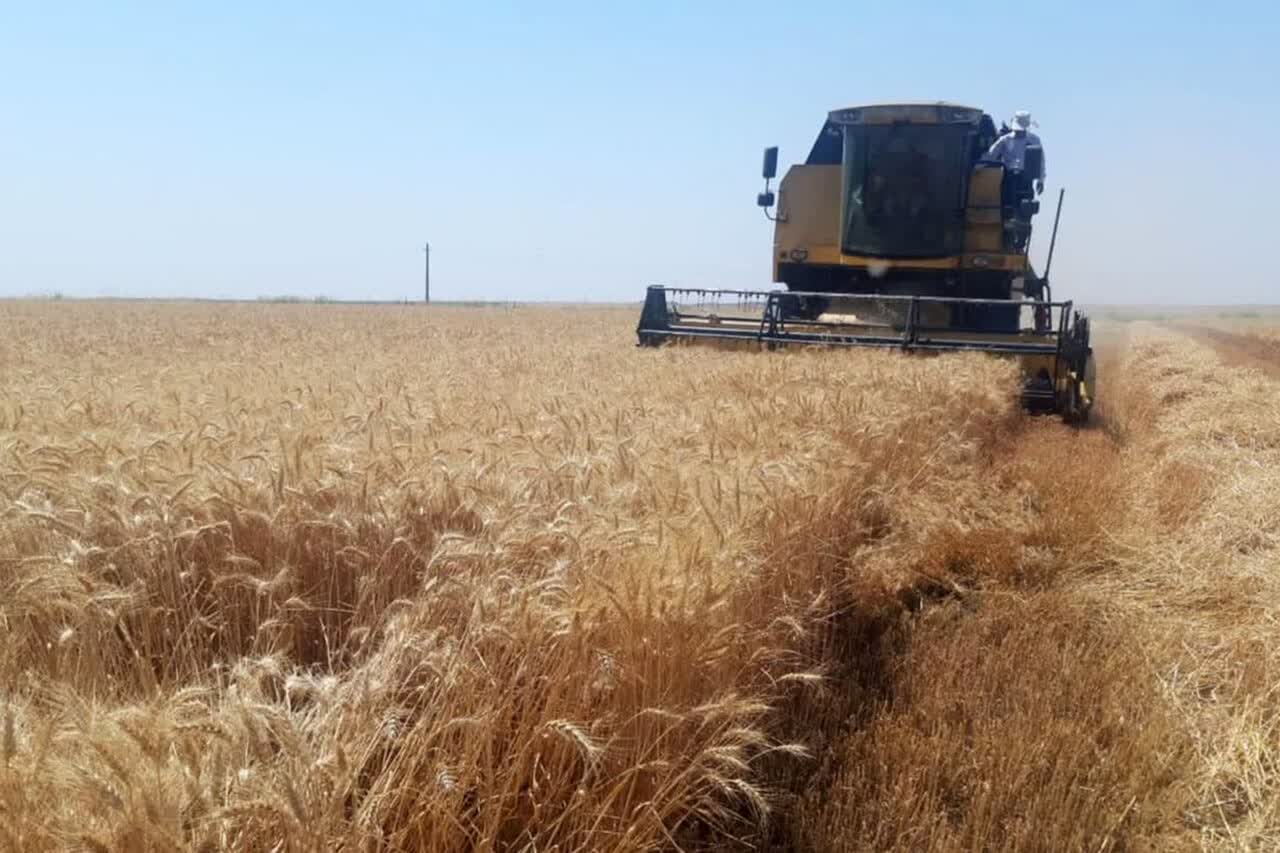 کاهش ۸۰ درصدی برداشت گندم نتیجه بی‌برقی در مروست