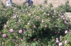 ‏برداشت گل محمدی از باغات زردین