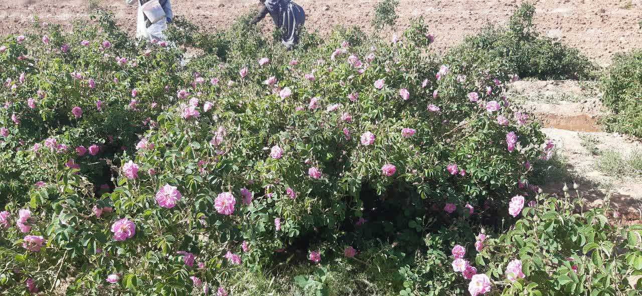 ‏برداشت گل محمدی از باغات زردین