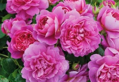 برداشت گل محمدی از ۶۵۰ هکتار باغات استان یزد