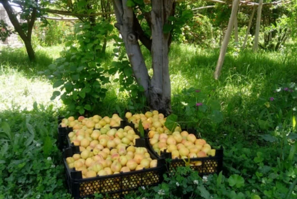 کاهش ۲۴ درصدی تولیدات باغی خاتم یزد به دنبال ناترازی انرژی