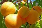 برداشت ۵۲ هزار تن زردآلو از باغات استان یزد