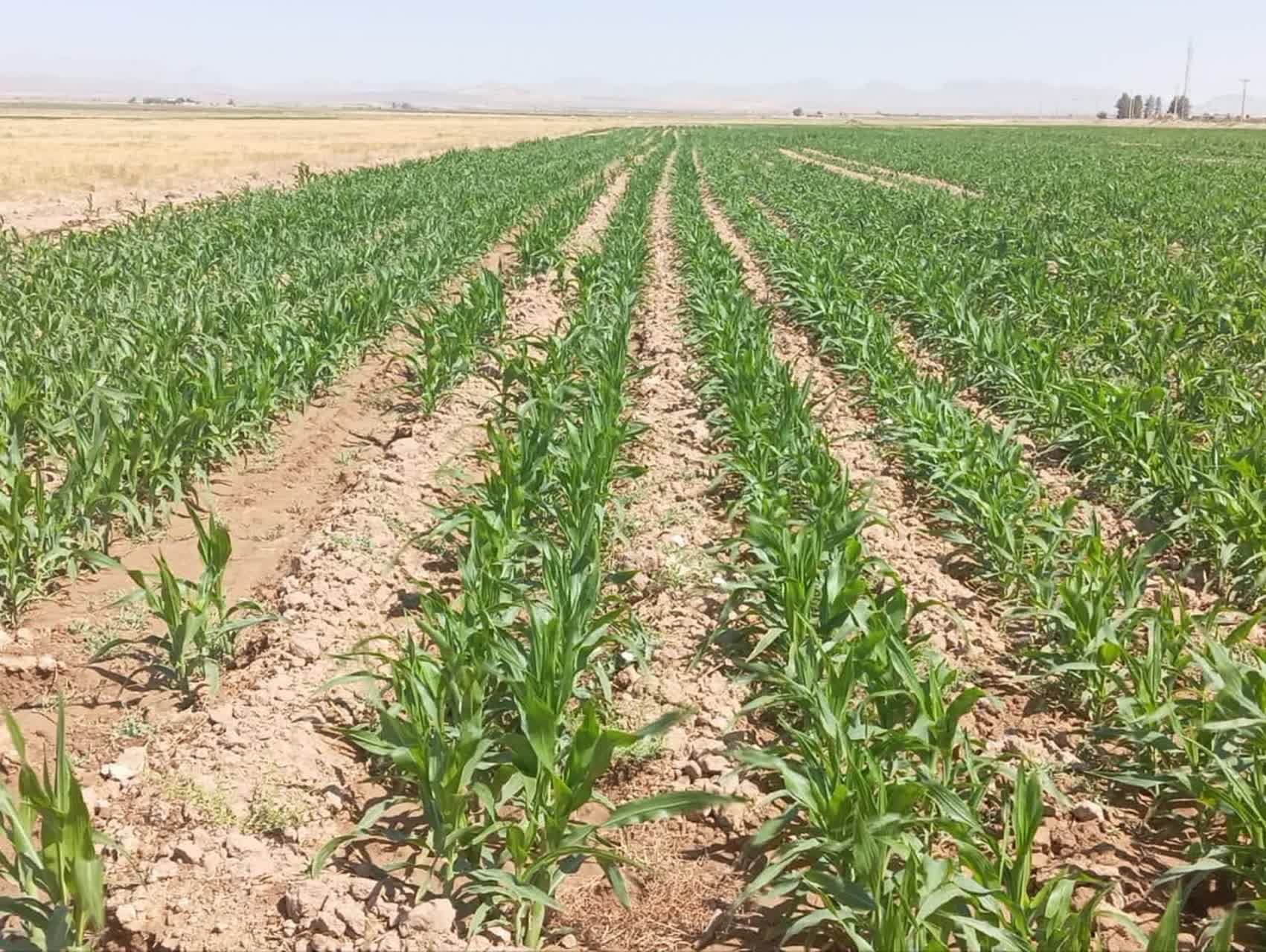 ۱۵۰۰ هکتار از اراضی بخش چاهک زیر کشت ذرت