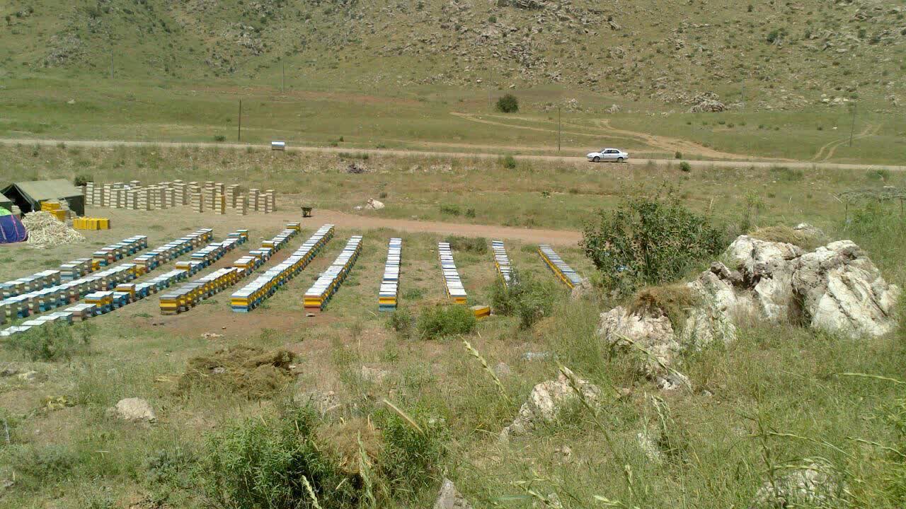 مزایای سرشماری کلنی های زنبورعسل
