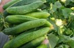 آغاز برداشت خیار سبز پاییزه در کذاب