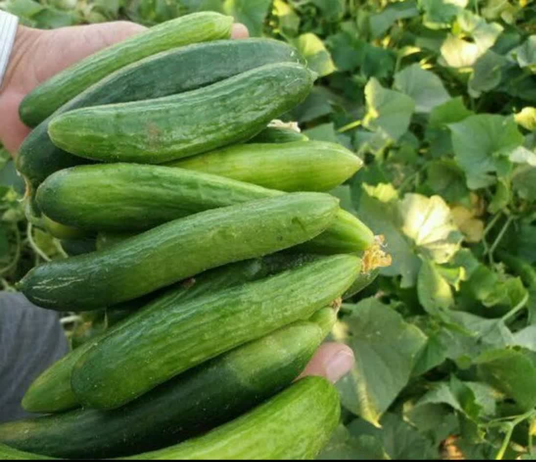 آغاز برداشت خیار سبز پاییزه در کذاب