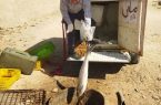 کشف و معدوم سازی ۹۰کیلو ماهی فاسد در ابرکوه