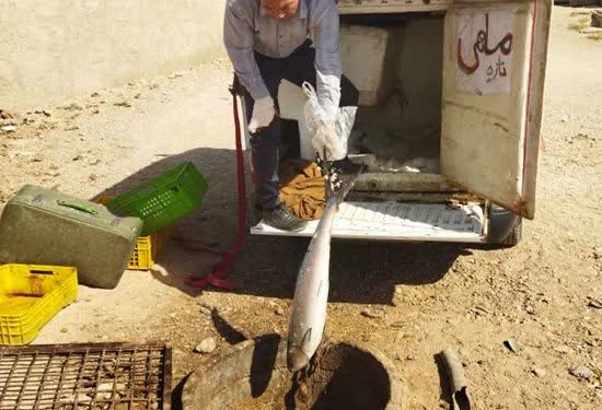 کشف و معدوم سازی ۹۰کیلو ماهی فاسد در ابرکوه