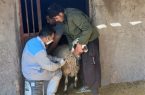 واکسیناسیون بیش از 4 هزار راس دام سبک در ابرکوه واکسیناسیون بیش از ۴ هزار راس دام سبک در ابرکوه