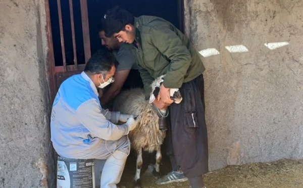 واکسیناسیون بیش از ۴ هزار راس دام سبک در ابرکوه