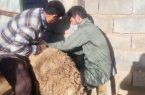 آغاز واکسیناسیون دام های سبک مروست علیه طاعون نشخوارکنندگان کوچک آغاز واکسیناسیون دام های سبک مروست علیه طاعون نشخوارکنندگان کوچک